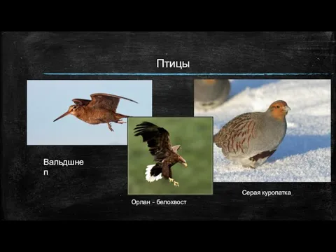 Птицы Орлан - белохвост Вальдшнеп Серая куропатка