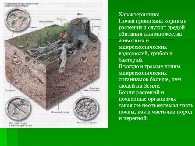 Характеристика. Почва пронизана корнями растений и служит средой обитания для