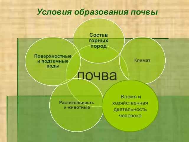 Условия образования почвы Время и хозяйственная деятельность человека