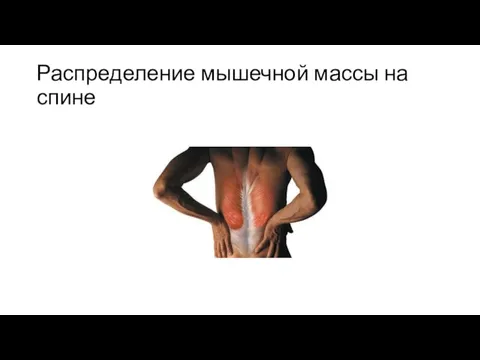 Распределение мышечной массы на спине