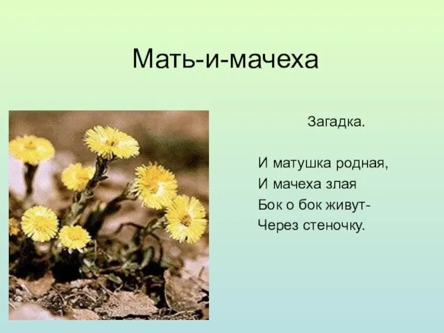 Мать-и-мачеха Загадка. И матушка родная, И мачеха злая Бок о бок живут- Через стеночку.