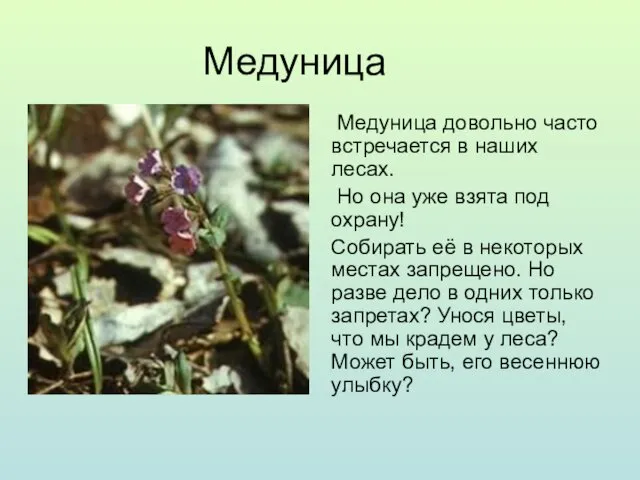 Медуница Медуница довольно часто встречается в наших лесах. Но она