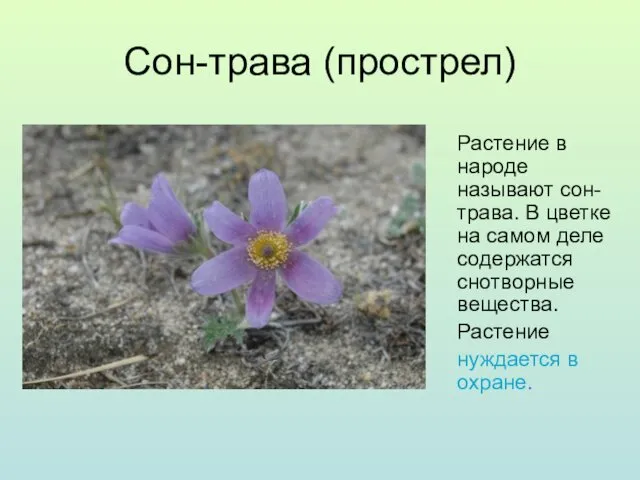 Сон-трава (прострел) Растение в народе называют сон-трава. В цветке на самом деле содержатся