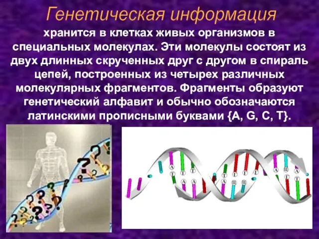 Генетическая информация хранится в клетках живых организмов в специальных молекулах.