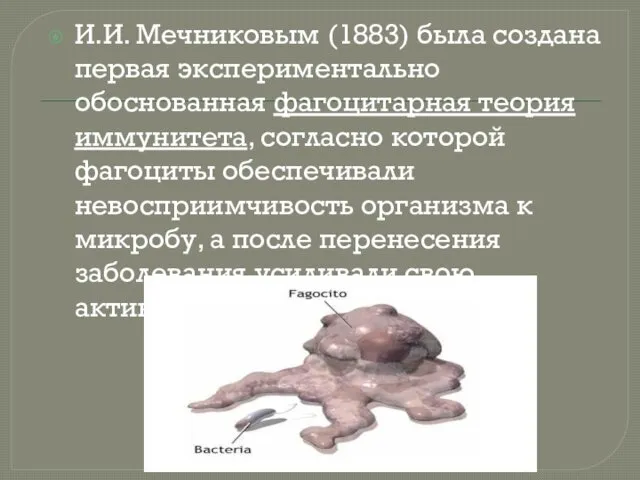 И.И. Мечниковым (1883) была создана первая экспериментально обоснованная фагоцитарная теория иммунитета, согласно которой
