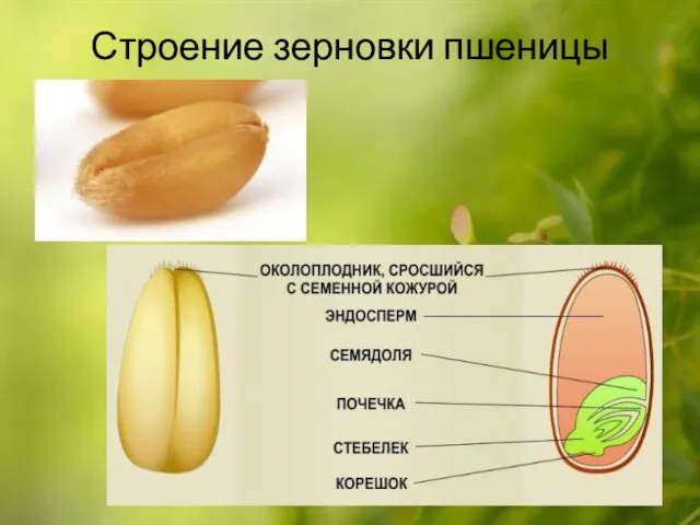 Строение зерновки пшеницы