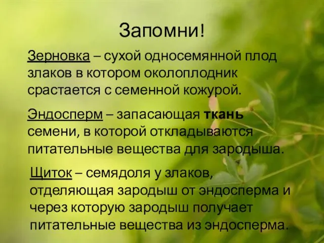 Запомни! Зерновка – сухой односемянной плод злаков в котором околоплодник