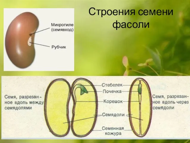 Строения семени фасоли