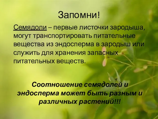 Запомни! Семядоли – первые листочки зародыша, могут транспортировать питательные вещества