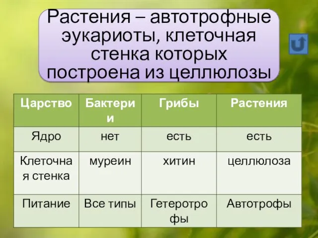 Растения – автотрофные эукариоты, клеточная стенка которых построена из целлюлозы