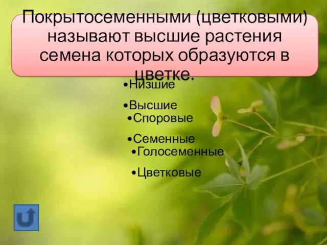 Растения Низшие Высшие Споровые Семенные Голосеменные Цветковые Покрытосеменными (цветковыми) называют