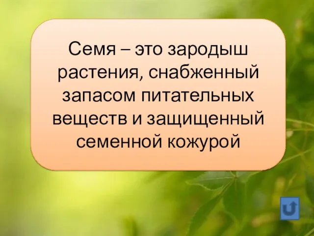 Семя – это зародыш растения, снабженный запасом питательных веществ и защищенный семенной кожурой