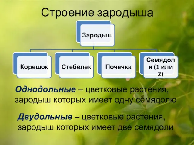 Строение зародыша Однодольные – цветковые растения, зародыш которых имеет одну