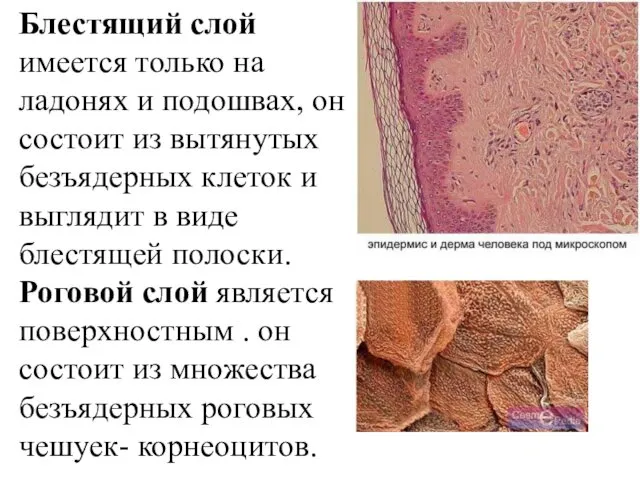 Блестящий слой имеется только на ладонях и подошвах, он состоит