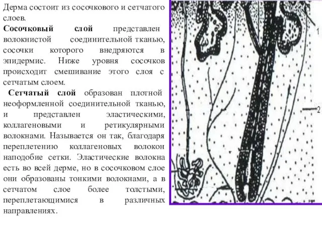 Дерма состоит из сосочкового и сетчатого слоев. Сосочковый слой представлен