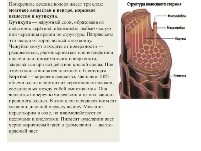 Поперечное сечение волоса имеет три слоя: мозговое вещество в центре,