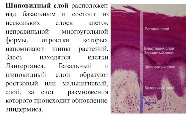 Шиповидный слой расположен над базальным и состоит из нескольких слоев