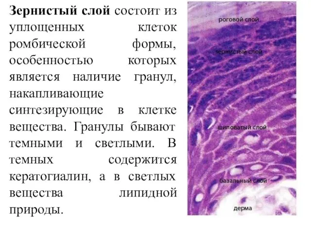 Зернистый слой состоит из уплощенных клеток ромбической формы, особенностью которых