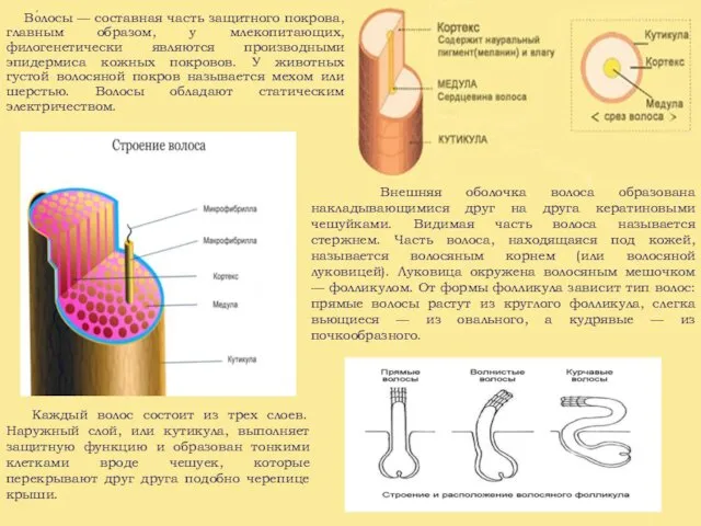 Во́лосы — составная часть защитного покрова, главным образом, у млекопитающих,