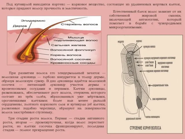 Под кутикулой находится кортекс — корковое вещество, состоящее из удлиненных