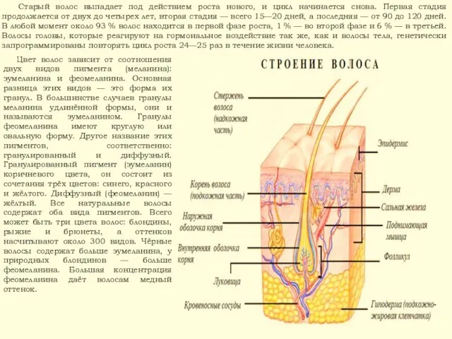 Цвет волос зависит от соотношения двух видов пигмента (меланина): эумеланина