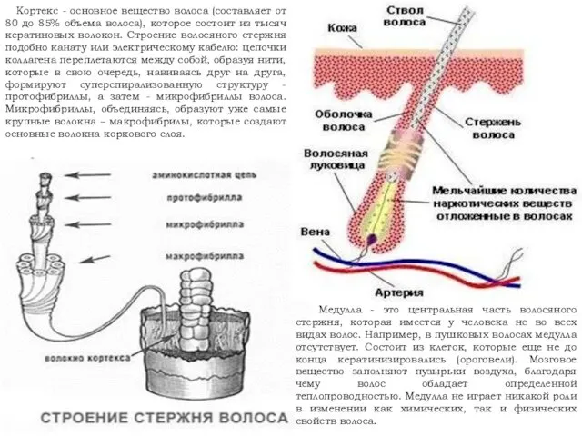 Медулла - это центральная часть волосяного стержня, которая имеется у