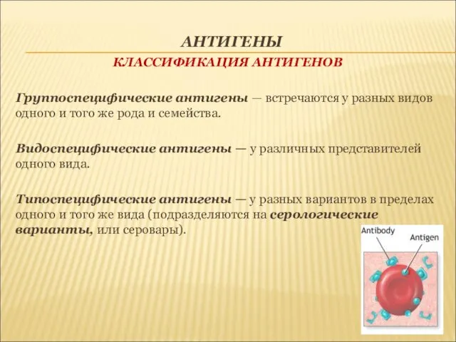 АНТИГЕНЫ КЛАССИФИКАЦИЯ АНТИГЕНОВ Группоспецифические антигены — встречаются у разных видов