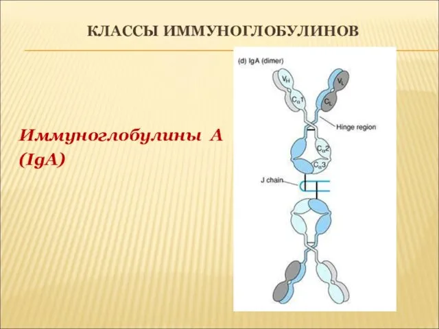 КЛАССЫ ИММУНОГЛОБУЛИНОВ Иммуноглобулины А (IgA)