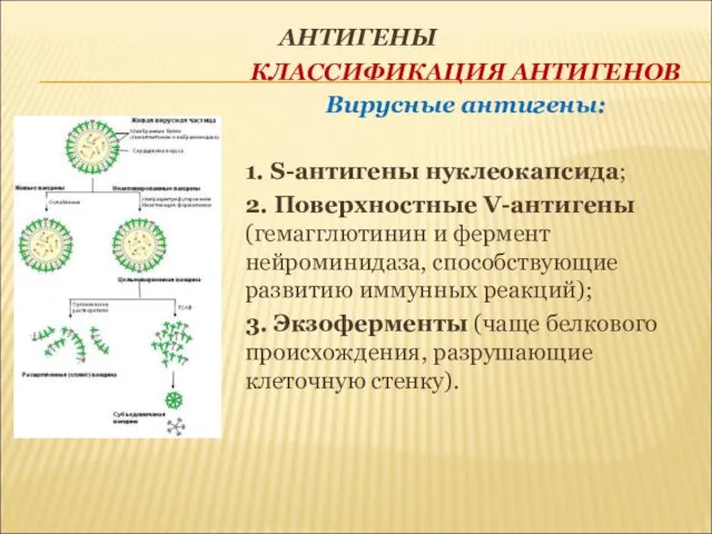 АНТИГЕНЫ КЛАССИФИКАЦИЯ АНТИГЕНОВ Вирусные антигены: 1. S-антигены нуклеокапсида; 2. Поверхностные