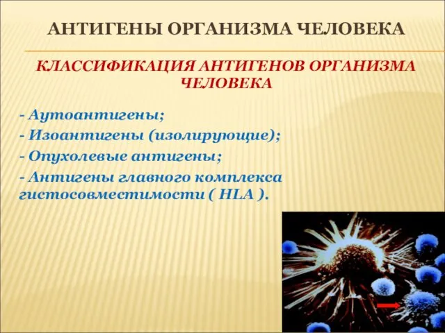 АНТИГЕНЫ ОРГАНИЗМА ЧЕЛОВЕКА КЛАССИФИКАЦИЯ АНТИГЕНОВ ОРГАНИЗМА ЧЕЛОВЕКА - Аутоантигены; -