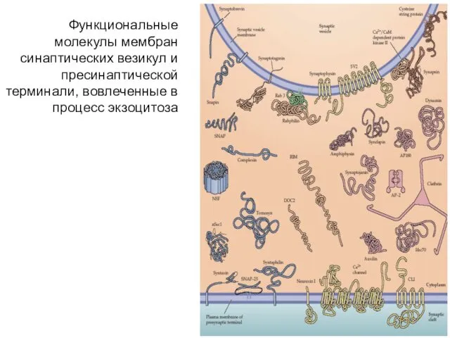 Функциональные молекулы мембран синаптических везикул и пресинаптической терминали, вовлеченные в процесс экзоцитоза