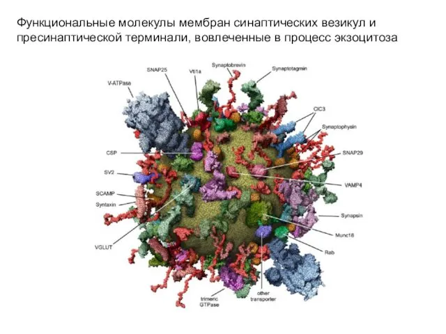 Функциональные молекулы мембран синаптических везикул и пресинаптической терминали, вовлеченные в процесс экзоцитоза