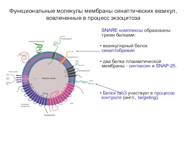 Функциональные молекулы мембраны синаптических везикул, вовлеченные в процесс экзоцитоза SNARE