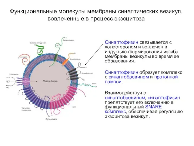 Функциональные молекулы мембраны синаптических везикул, вовлеченные в процесс экзоцитоза Синаптофизин