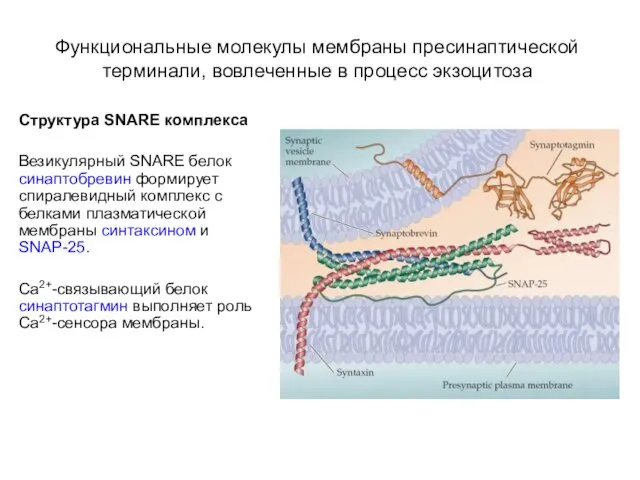 Функциональные молекулы мембраны пресинаптической терминали, вовлеченные в процесс экзоцитоза Структура