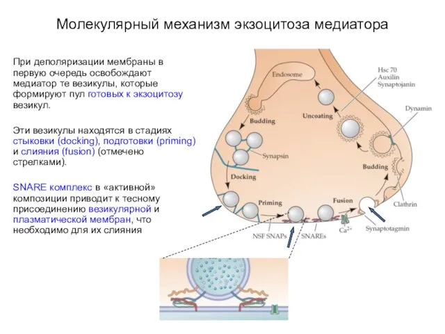 Молекулярный механизм экзоцитоза медиатора При деполяризации мембраны в первую очередь