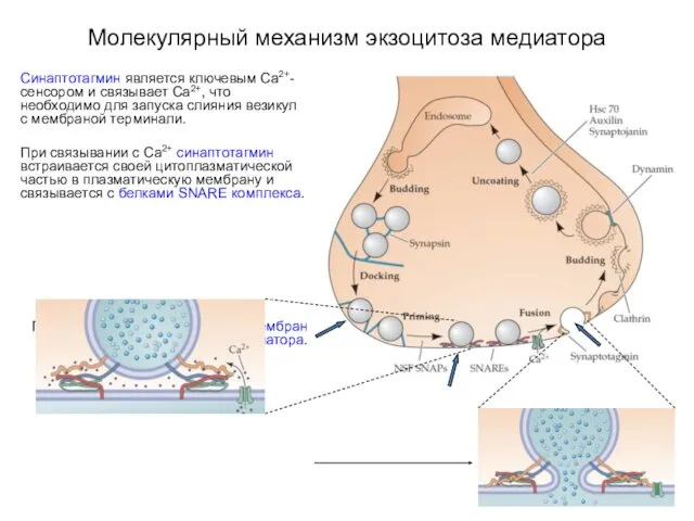 Молекулярный механизм экзоцитоза медиатора Синаптотагмин является ключевым Са2+-сенсором и связывает