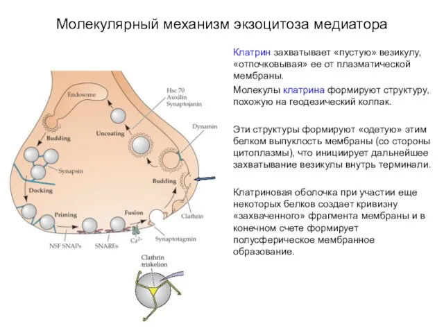 Молекулярный механизм экзоцитоза медиатора Клатрин захватывает «пустую» везикулу, «отпочковывая» ее