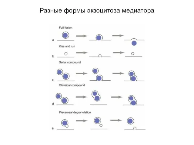 Разные формы экзоцитоза медиатора