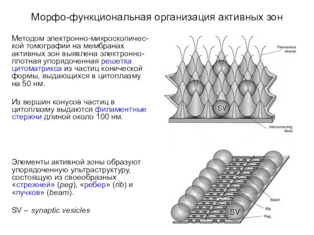 Морфо-функциональная организация активных зон Методом электронно-микроскопичес-кой томографии на мембранах активных