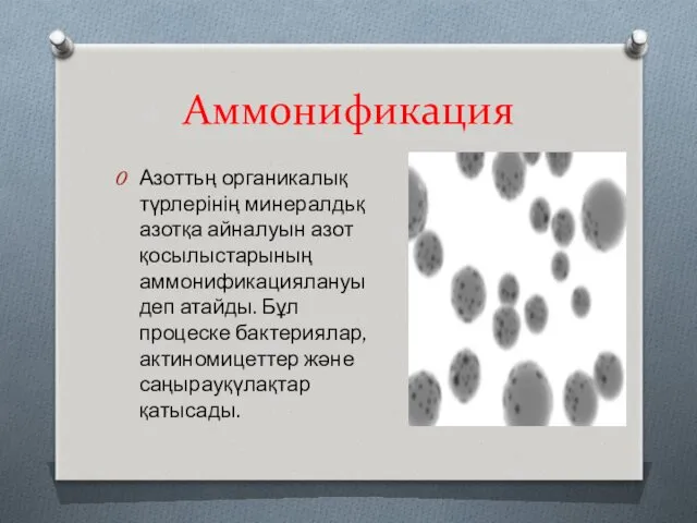 Аммонификация Азоттьң органикалық түрлерінің минералдьқ азотқа айналуын азот қосылыстарының аммонификациялануы деп атайды. Бұл