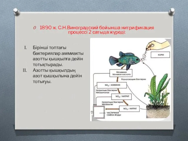 1890 ж. С.Н.Виноградский бойынша нитрификация процессі 2 сатыда жүреді: Бірінші