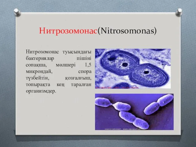 Нитрозомонас(Nіtrosomonas) Нитрозомонас туысындағы бактериялар пішіні сопақша, мөлшері 1,5 микрондай, спора түзбейтін, қозғалғыш, топырақта кең таралған организмдер.