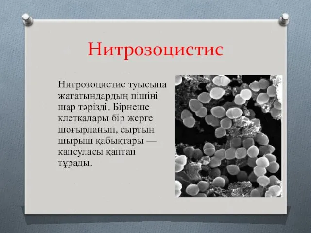 Нитрозоцистис Нитрозоцистис туысына жататындардың пішіні шар тәрізді. Бірнеше клеткалары бір