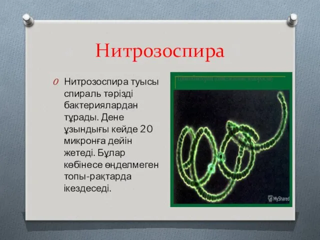 Нитрозоспира Нитрозоспира туысы спираль тәрізді бактериялардан тұрады. Дене ұзындығы кейде 20 микронға дейін