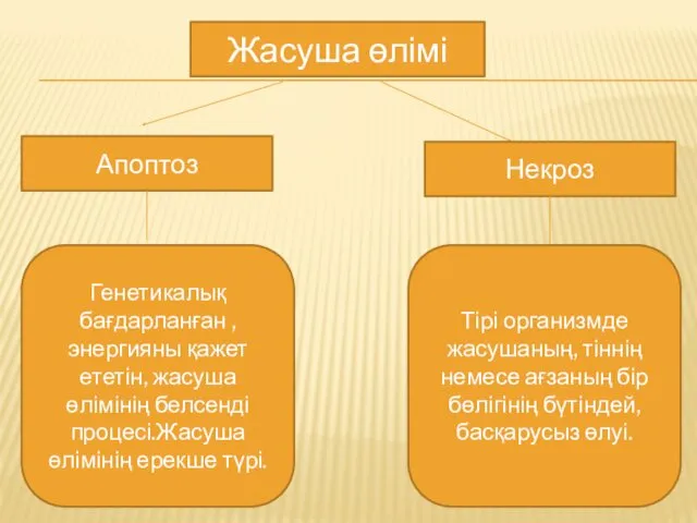 Жасуша өлімі Апоптоз Некроз Генетикалық бағдарланған ,энергияны қажет ететін, жасуша өлімінің белсенді процесі.Жасуша