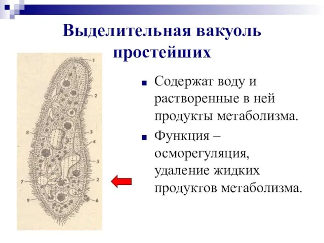 Выделительная вакуоль простейших Содержат воду и растворенные в ней продукты