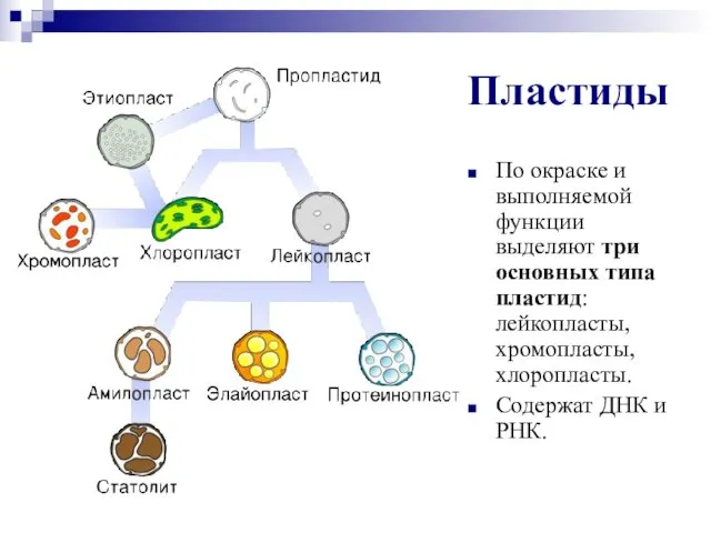 Пластиды По окраске и выполняемой функции выделяют три основных типа