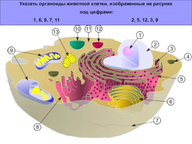 Указать органоиды животной клетки, изображенные на рисунке под цифрами: 1,