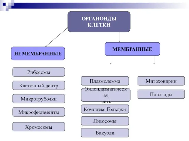 ОРГАНОИДЫ КЛЕТКИ НЕМЕМБРАННЫЕ МЕМБРАННЫЕ Рибосомы Клеточный центр Микротрубочки Микрофиламенты Хромосомы